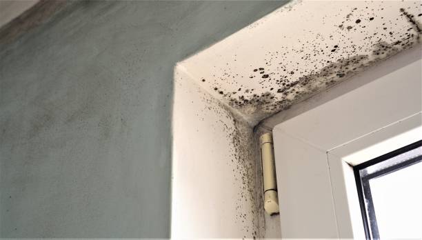 Best Post-Construction Mold Inspection  in Woodland Hills, UT